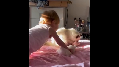 The screengrab shows how the little baby and cat cute foster cat fight over the stuffed toy . (Instagram/@pearlsragdolls) The screengrab shows how the little baby and cat cute foster cat fight over the stuffed toy . (Instagram/@pearlsragdolls)