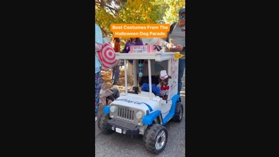 The image, taken from the Instagram video, shows a dog in costume. (Instagram/@whatisnewyork)