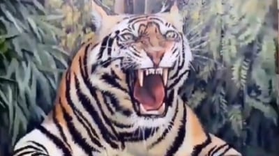 Taken from the viral Twitter video, the image shows the 'tiger'. (Twitter/@buitengebieden)