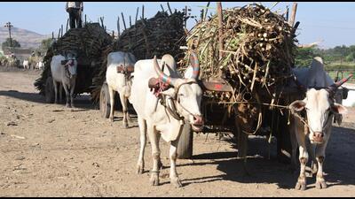 Sugarcane crushing season started in Maharashtra from October 15 this year. (REPRESENTATIVE PHOTO)