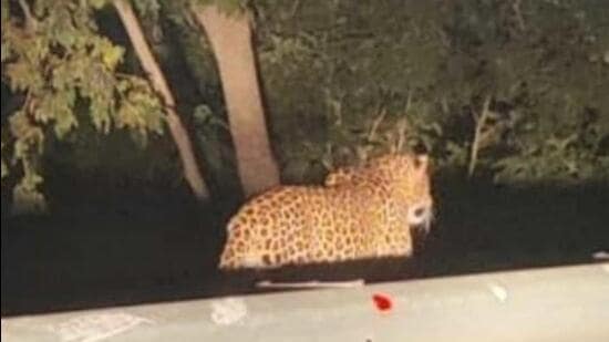 Mumbai’s Aarey colony is a green belt located next to Sanjay Gandhi National Park and leopards often migrate from the forest to Aarey, while some leopards stay in Aarey. (Representative Image) Mumbai’s Aarey colony is a green belt located next to Sanjay Gandhi National Park and leopards often migrate from the forest to Aarey, while some leopards stay in Aarey. (Representative Image)