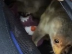 The passenger has been held and the exotic animals deported to Thailand. The passenger has been held and the exotic animals deported to Thailand.