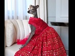 Dog dressed in lehenga. Dog dressed in lehenga.