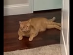 When told that it must wait for dinner, this cat has a funny reaction. (Instagram/@frankandcole) When told that it must wait for dinner, this cat has a funny reaction. (Instagram/@frankandcole)