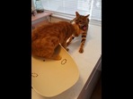Cat saves its friend from the vet.(Reddit/@AnimalsBeingBro) Cat saves its friend from the vet.(Reddit/@AnimalsBeingBro)