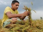 To boost domestic availability, the government banned wheat export in May. To boost domestic availability, the government banned wheat export in May.