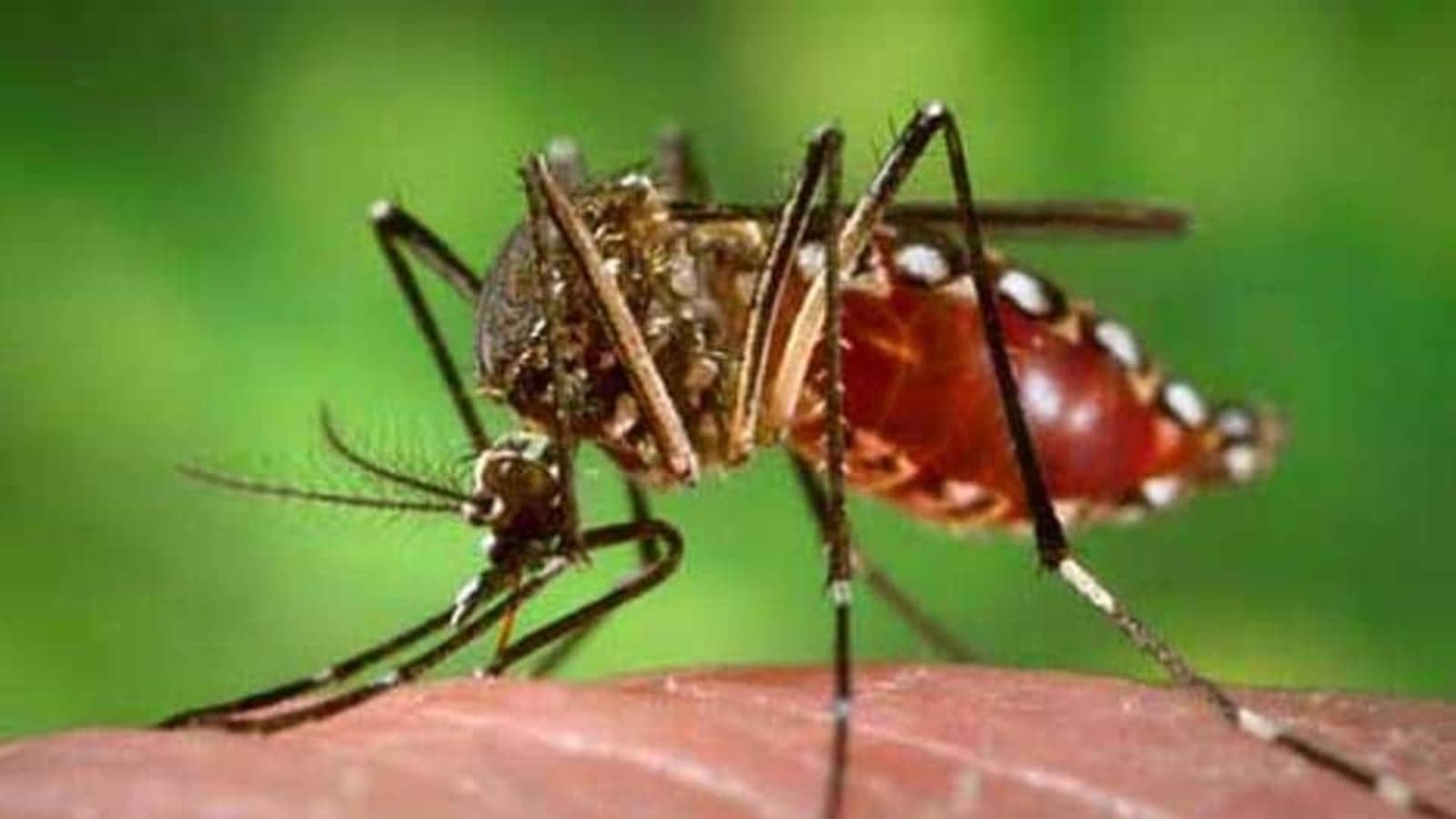 Delhi records over 900 dengue cases in October, tally rises to 1876