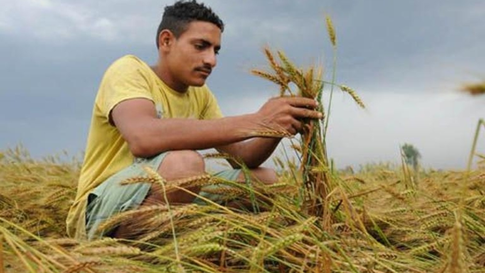 late-rice-harvesting-delays-wheat-sowing-latest-news-india-hindustan-times