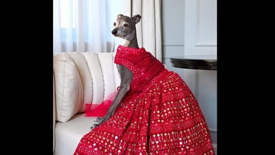 Dog dressed in lehenga. (Instagra,/@tikatheiggy) Dog dressed in lehenga. (Instagra,/@tikatheiggy)