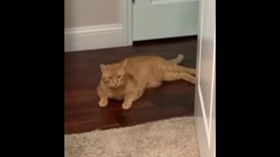 When told that it must wait for dinner, this cat has a funny reaction. (Instagram/@frankandcole)