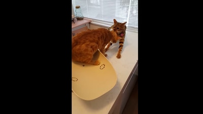 Cat saves its friend from the vet. (Reddit/@AnimalsBeingBro) Cat saves its friend from the vet. (Reddit/@AnimalsBeingBro)