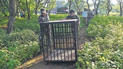 G Mallikarjuna, park director, Sanjay Gandhi National Park, said, “This could be because the animals are being disturbed by the sound of firecrackers during Diwali. (Vijay Bate/HT Photo) G Mallikarjuna, park director, Sanjay Gandhi National Park, said, “This could be because the animals are being disturbed by the sound of firecrackers during Diwali. (Vijay Bate/HT Photo)