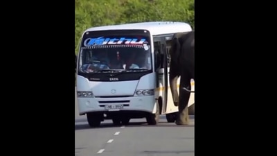 Elephant tries to enter a bus. (Twitter/@ipskabra) Elephant tries to enter a bus. (Twitter/@ipskabra)