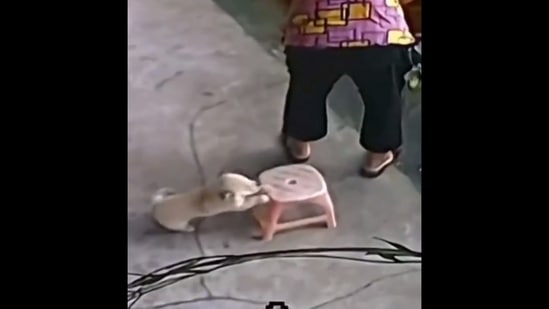 This puppy can be seen pushing the stool for its grandma. (Twitter/@buitingebieden)