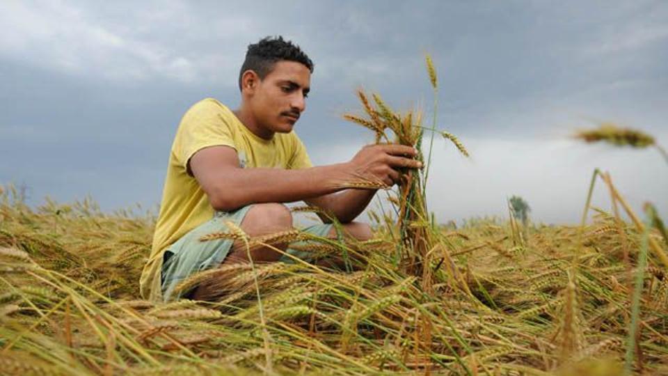 To boost domestic availability, the government banned wheat export in May. To boost domestic availability, the government banned wheat export in May.