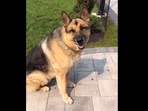 German Shepherd only understands Punjabi. German Shepherd only understands Punjabi.