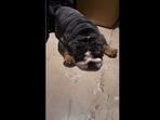 Ram Kapoor's dog Chopper sleeping inside his closet. (Instagram/@iamramkapoor) Ram Kapoor's dog Chopper sleeping inside his closet. (Instagram/@iamramkapoor)