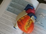 It’s almost as if we need to grow a brain from cells to be able to understand it. Which is exactly what some scientists thought of doing. (Unsplash) It’s almost as if we need to grow a brain from cells to be able to understand it. Which is exactly what some scientists thought of doing. (Unsplash)