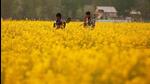 Prime Minister Narendra Modi-led Union government is now expected to take a political call on whether to allow commercial cultivation of GM mustard in India. (File Photo/REUTERS) Prime Minister Narendra Modi-led Union government is now expected to take a political call on whether to allow commercial cultivation of GM mustard in India. (File Photo/REUTERS)