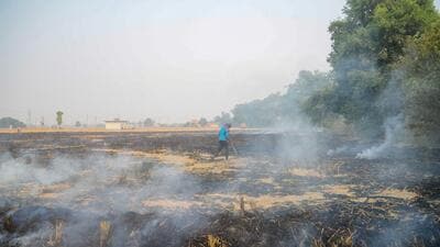 A farmer burns paddy stubble on the outskirts of Jalandhar in Punjab. (PTI)