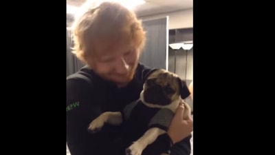 Ed Sheeran with a dog. (Instagram/@itsdougthepug)