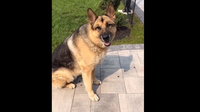 German Shepherd only understands Punjabi. (Instagram/@jattt.memes) German Shepherd only understands Punjabi. (Instagram/@jattt.memes)