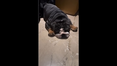 Ram Kapoor's dog Chopper sleeping inside his closet. (Instagram/@iamramkapoor) Ram Kapoor's dog Chopper sleeping inside his closet. (Instagram/@iamramkapoor)