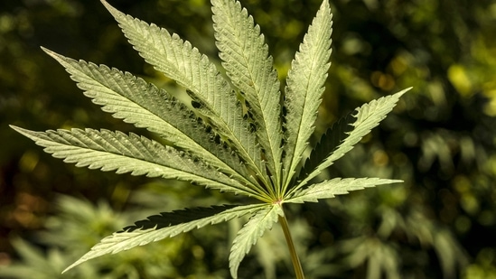 Germany: Germany opened the way to legalising the purchase and possession of small amounts of marijuana. (AFP)