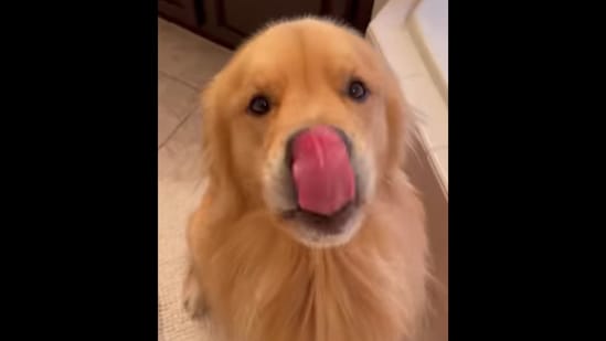 Golden retriever dog makes 'human soup' in this viral video. Watch |  Trending - Hindustan Times