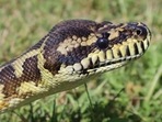 Indonesia: A woman was eaten by 22-foot python in Indonesia. 