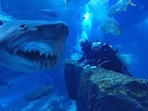 Man comes close to whale.