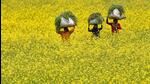 An initial go-ahead for GM mustard was halted in 2017. (Reuters) An initial go-ahead for GM mustard was halted in 2017. (Reuters)