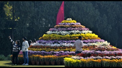 Chandigarh MC will hold the chrysanthemum show at Terraced Garden in Sector 33. (HT File)