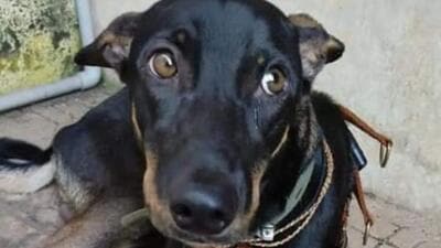 Crackers leave pets distressed; strays veer off habitats Crackers leave pets distressed; strays veer off habitats