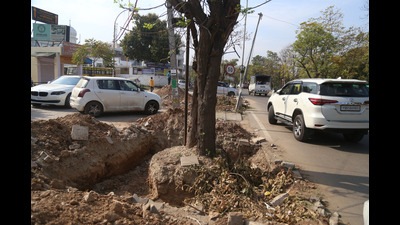 In November 2019, the NGT had disposed of a complaint by Environment Protection Society and directed the municipal authorities in Mohali to take various steps for protection of trees. (HT File Photo) In November 2019, the NGT had disposed of a complaint by Environment Protection Society and directed the municipal authorities in Mohali to take various steps for protection of trees. (HT File Photo)