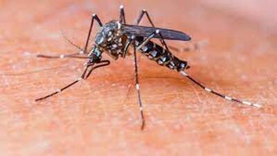 The cumulative dengue cases count in Ludhiana on Thursday reached 334. (HT FILE)