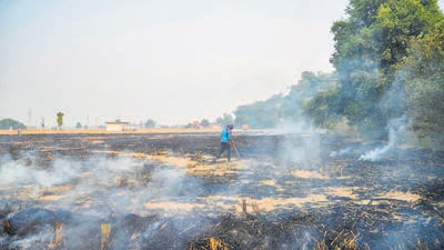 Incidents of paddy stubble burning in Punjab may see a sharp spike in the next few days as harvesting of the kharif crop in the south Malwa belt is expected to gain momentum from this week. Till Thursday, Punjab reported 7,974 farm fire cases and the semi-arid belt contributed 24% or 1,269 fire events. (PTI File Photo)