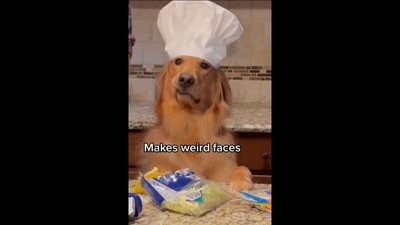 The image shows the Golden Retriever dog making a weird face. (Twitter/@aguyandagolden) The image shows the Golden Retriever dog making a weird face. (Twitter/@aguyandagolden)