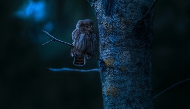 Find out who's your zodiac's spirit animal. (Pexels) Find out who's your zodiac's spirit animal. (Pexels)