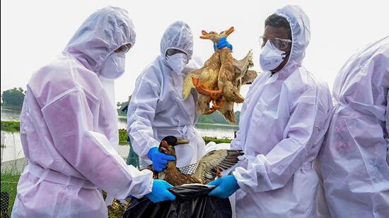 Medics during an operation to cull over 20,000 birds infected with avian influenza, at Haripad area in Alappuzha district on Thursday. (PTI)