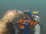 Man plays with a seal.