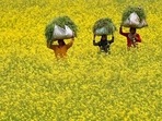 Technically known as Dhara Mustard Hybrid-11 (DMH-11), GM mustard had a long gestation period of 15 years.  
