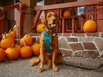 Tips to prepare your pet for Halloween season (Unsplash) Tips to prepare your pet for Halloween season (Unsplash)