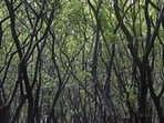 The CPA team studied 1,414 forest offences from 2016-20 (from registers maintained by the forest department), 780 arrests from 2011-2020, and 129 FIRs from 2016-2020. (Satyabrata Tripathy/HT Photo/Representative Image) The CPA team studied 1,414 forest offences from 2016-20 (from registers maintained by the forest department), 780 arrests from 2011-2020, and 129 FIRs from 2016-2020. (Satyabrata Tripathy/HT Photo/Representative Image)