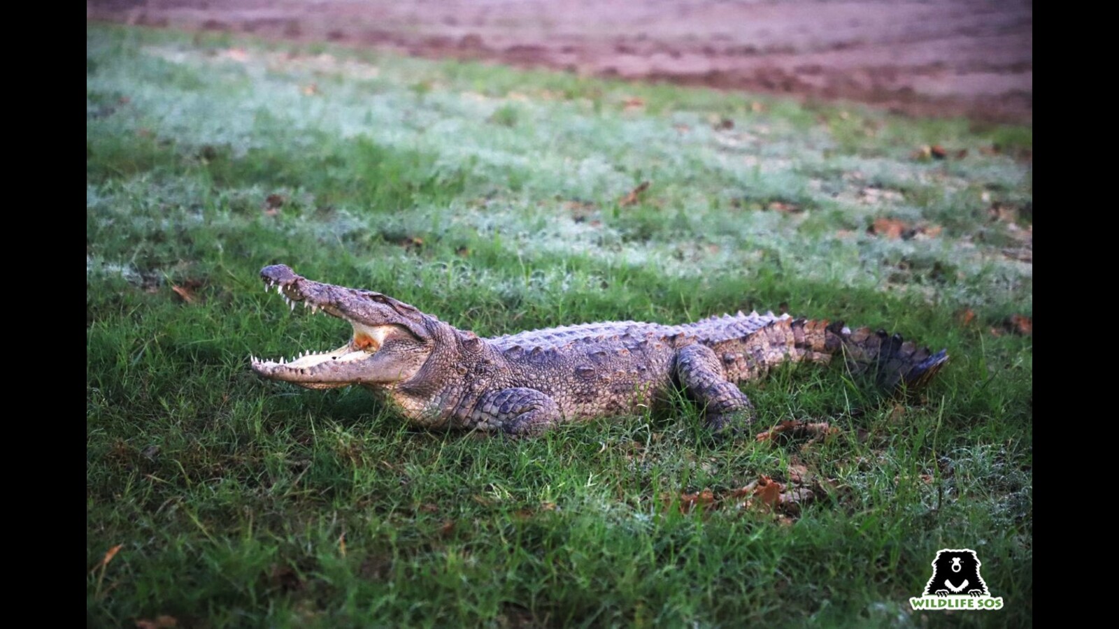 Crocodile rescued , released in Chambal river - Hindustan Times