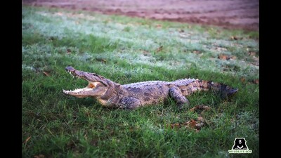 The crocodile was believed to have ventured into the field via a canal, located approximately 2 km away. (Sourced)