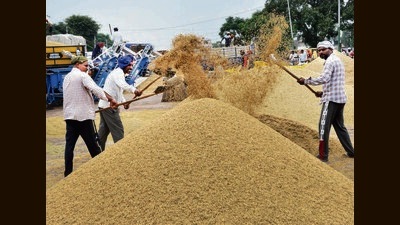 Basmati from Punjab is in demand in UAE. (PTI file photo)