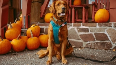 Tips to prepare your pet for Halloween season (Unsplash) Tips to prepare your pet for Halloween season (Unsplash)
