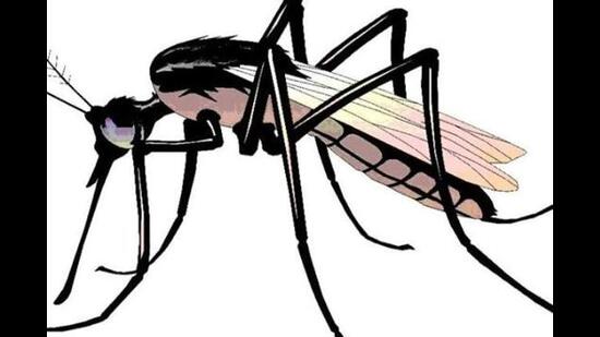 Aedes aegypti Mosquito stilt holding poster Dengue. Ideal for informational  and institutional related sanitation and care
