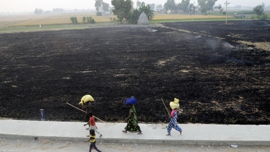 Commuters make their way past the burnt fields on the outskirts of Jalandhar on Friday. (ANI)